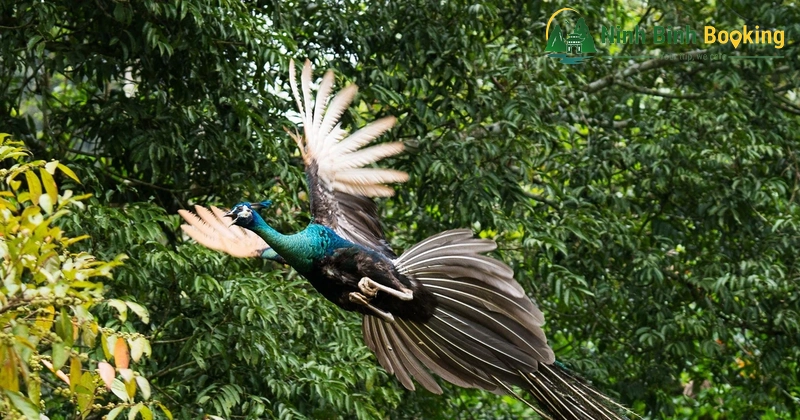 Bảo tồn động vật trong rừng Cúc Phương
