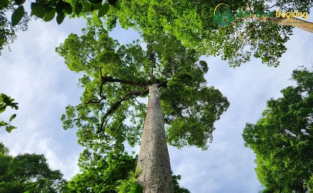 Cây chò chỉ đại thụ ngàn năm tuổi giữa rừng Cúc Phương