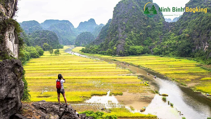 Những cánh đồng lúa chín vàng.