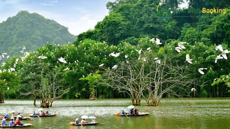 Du khách đi thuyền ngắm chim tại thung Nham
